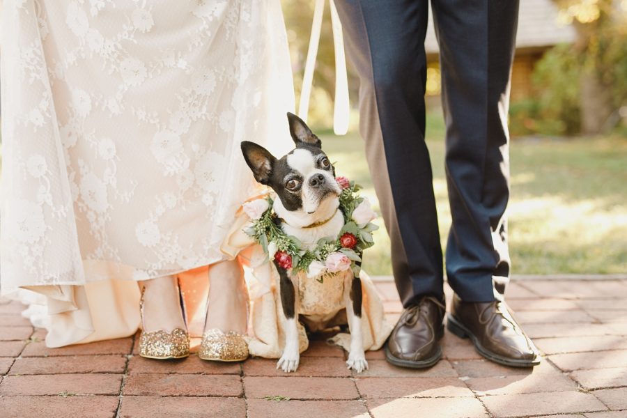Boston Terrier as flowergirl on wedding day sitting in between bride and groom's feet