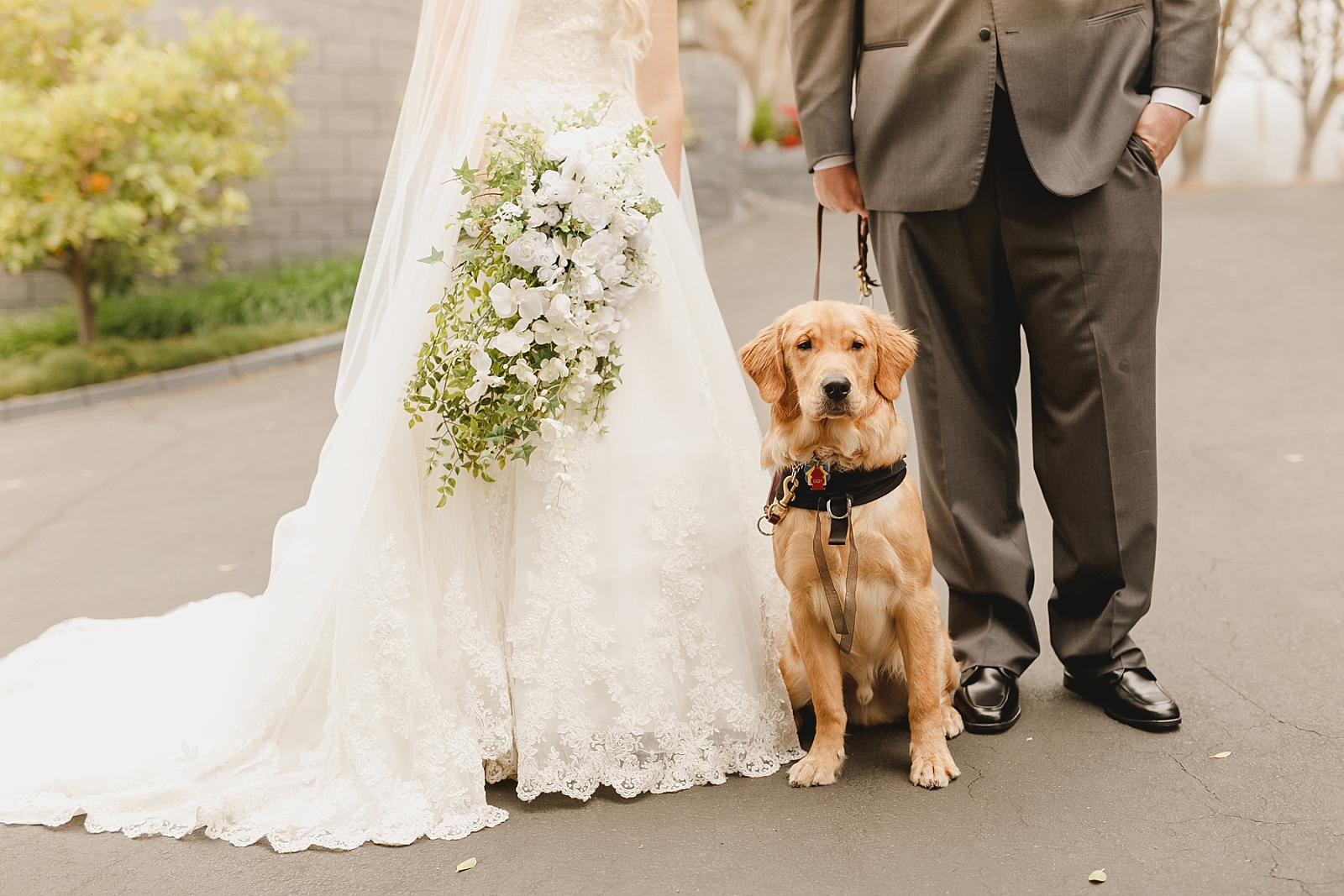 Dog in the wedding portaits